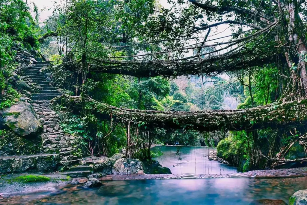living root bridge