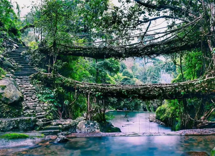 living root bridge